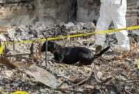 117 Dog Remains Found at California Animal Rescue Organization: A Horrific Scene Unfolds