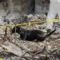 117 Dog Remains Found at California Animal Rescue Organization: A Horrific Scene Unfolds