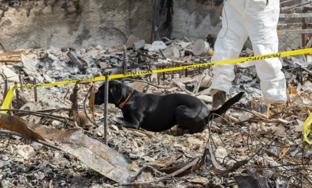 117 Dog Remains Found at California Animal Rescue Organization: A Horrific Scene Unfolds