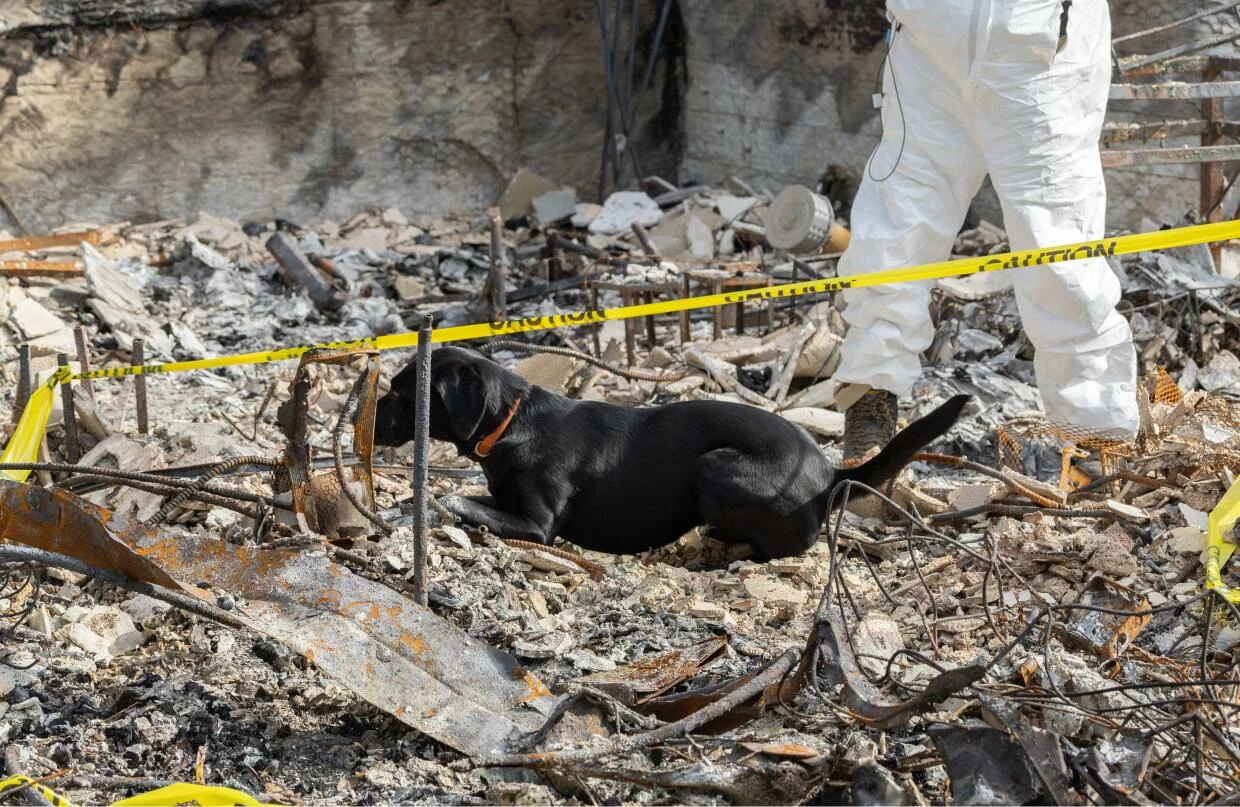 117 Dog Remains Found at California Animal Rescue Organization: A Horrific Scene Unfolds