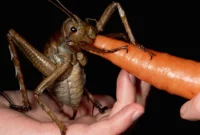 AU Cockroach Kingpin Caught in Record Bug Bust: The Shocking Truth Behind the Largest Insect Seizure