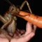 AU Cockroach Kingpin Caught in Record Bug Bust: The Shocking Truth Behind the Largest Insect Seizure