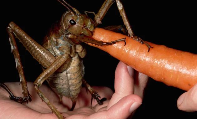 AU Cockroach Kingpin Caught in Record Bug Bust: The Shocking Truth Behind the Largest Insect Seizure