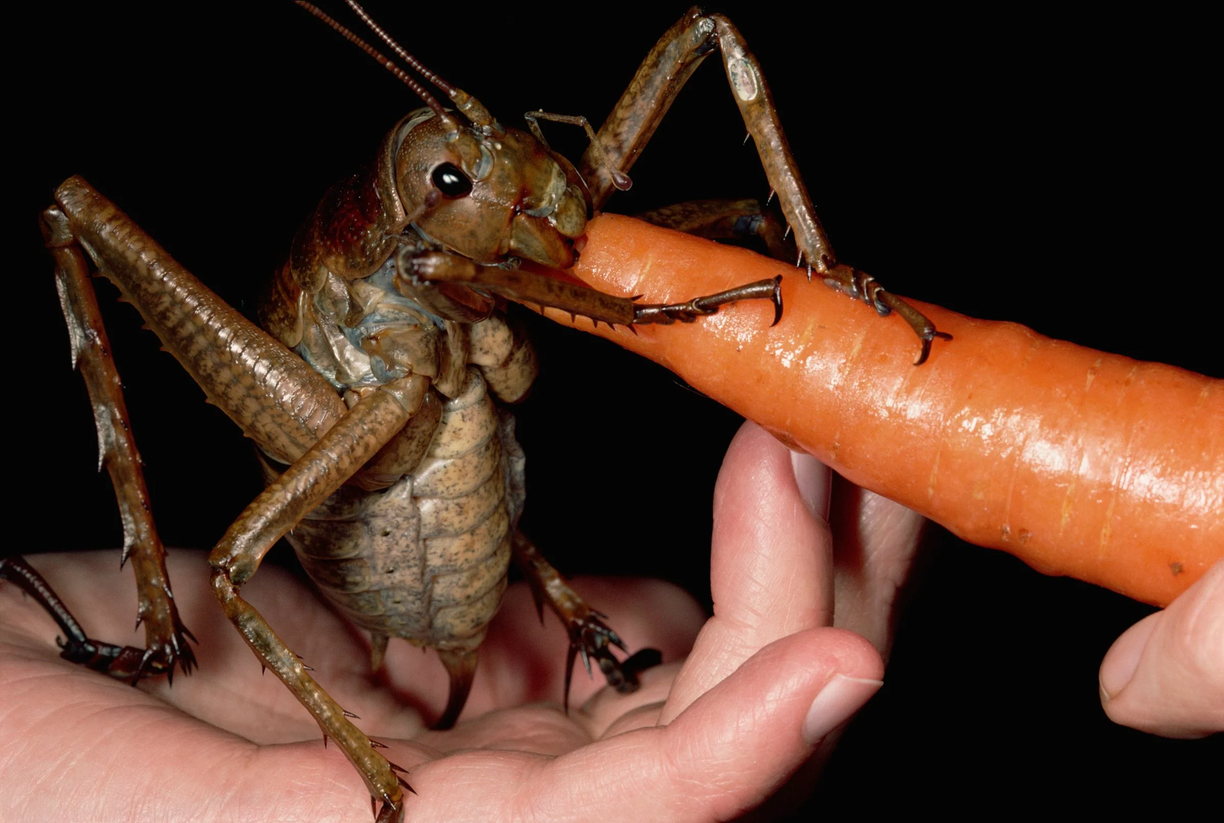 AU Cockroach Kingpin Caught in Record Bug Bust: The Shocking Truth Behind the Largest Insect Seizure