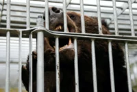 Bear injures 4 in Japan: Rising Encounters Spark Concern