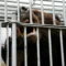 Bear injures 4 in Japan: Rising Encounters Spark Concern