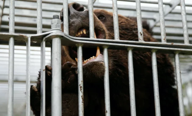 Bear injures 4 in Japan: Rising Encounters Spark Concern