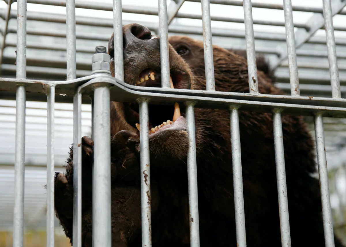 Bear injures 4 in Japan: Rising Encounters Spark Concern