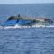 Boat Capsizes Off Libya: Tragedy Strikes in the Mediterranean