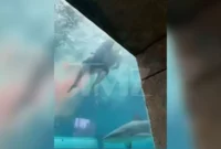 Boy injured in shark attack [titlebase]: A Frightening Incident in the Bahamas