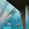 Boy injured in shark attack [titlebase]: A Frightening Incident in the Bahamas
