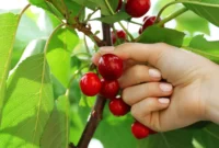 Ken Leech Pleads Guilty to Obstruction in Cherry-Picking Probe