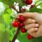 Ken Leech Pleads Guilty to Obstruction in Cherry-Picking Probe