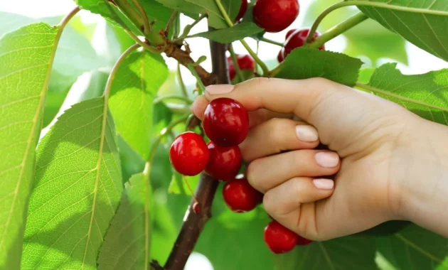 Ken Leech Pleads Guilty to Obstruction in Cherry-Picking Probe