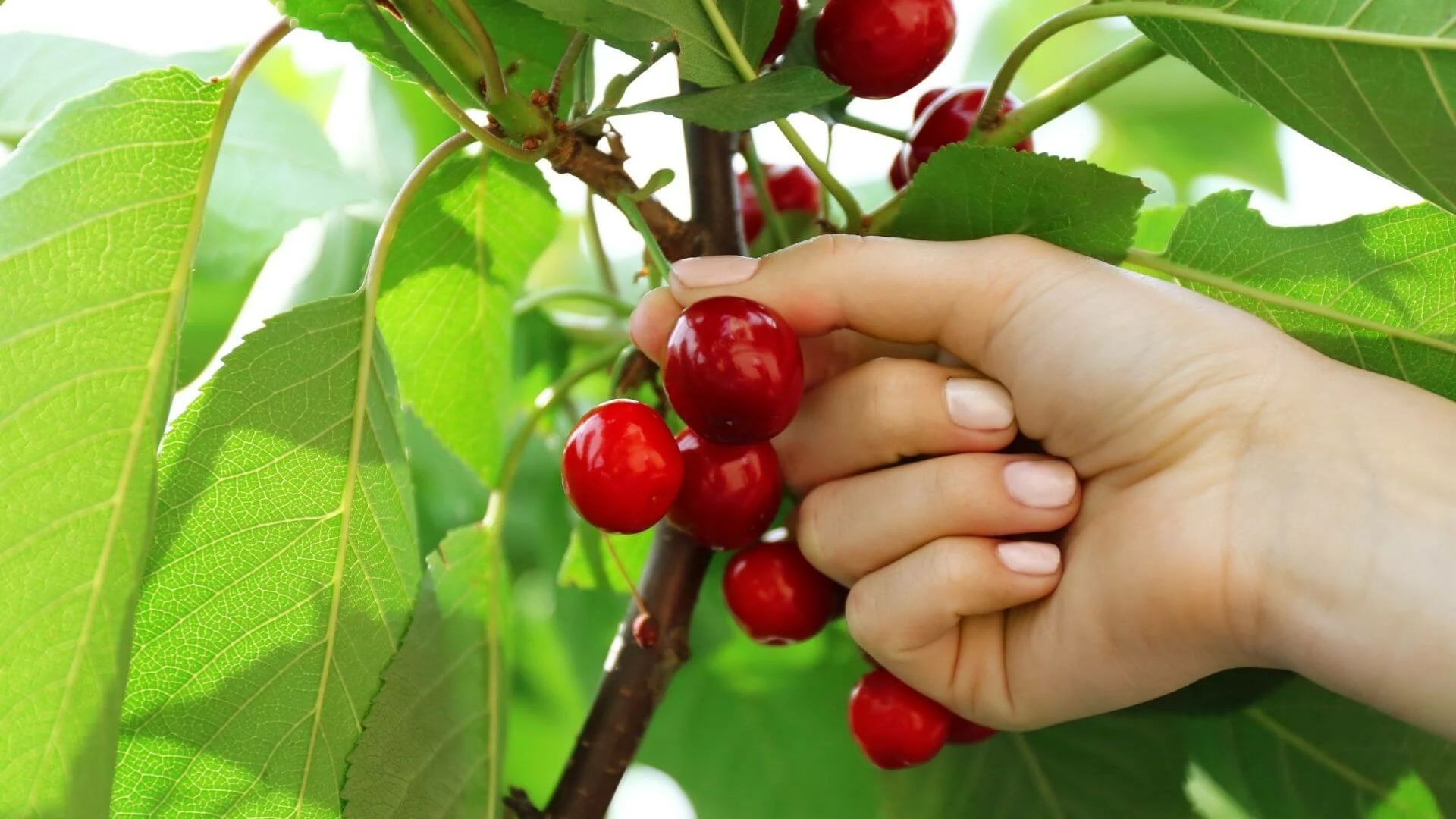 Ken Leech Pleads Guilty to Obstruction in Cherry-Picking Probe
