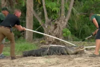 Man Attacked by Alligator [titlebase] After Fleeing from Police During DWI Investigation