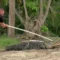 Man Attacked by Alligator [titlebase] After Fleeing from Police During DWI Investigation