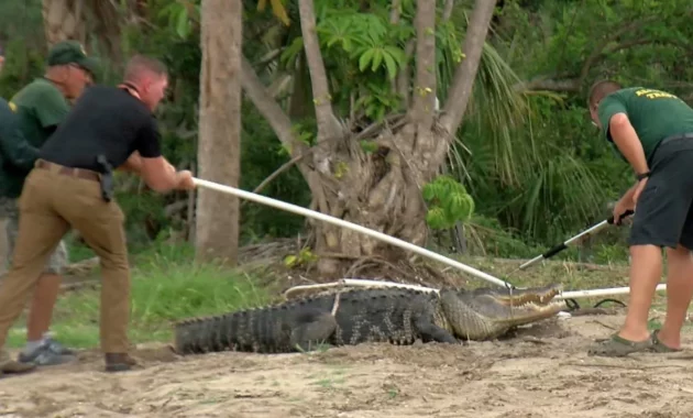 Man Attacked by Alligator [titlebase] After Fleeing from Police During DWI Investigation