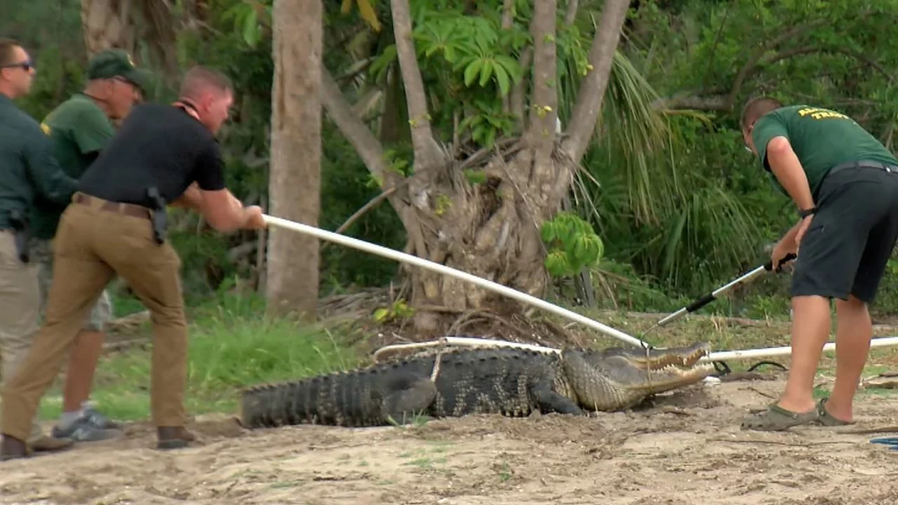 Man Attacked by Alligator [titlebase] After Fleeing from Police During DWI Investigation