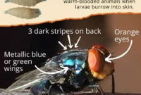 New Screwworm Cases in TX: Flesh-Eating Parasite Spreads Across Texas