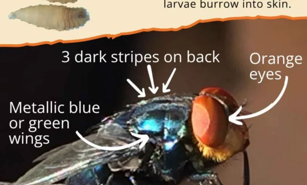 New Screwworm Cases in TX: Flesh-Eating Parasite Spreads Across Texas