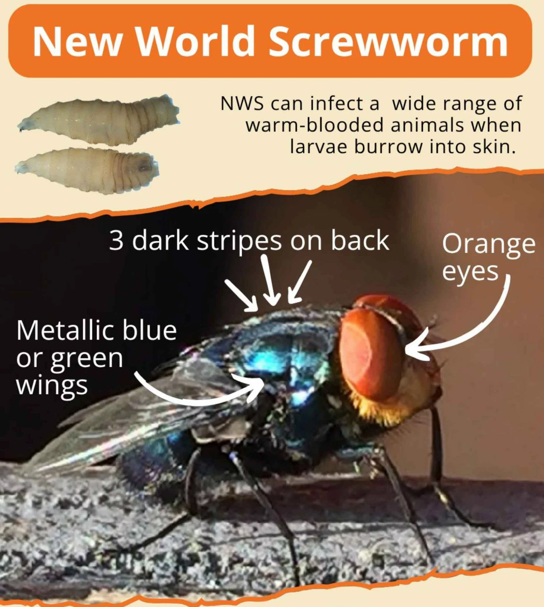 New Screwworm Cases in TX: Flesh-Eating Parasite Spreads Across Texas
