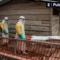 Congo Ebola Deaths Near 1K: A Growing Concern