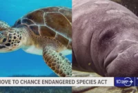 Habitat Protections Weakened: Trump Administration Rolls Back Endangered Species Act