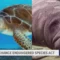 Habitat Protections Weakened: Trump Administration Rolls Back Endangered Species Act