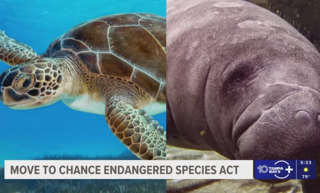 Habitat Protections Weakened: Trump Administration Rolls Back Endangered Species Act