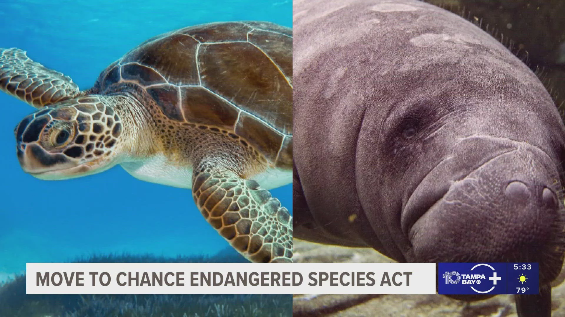 Habitat Protections Weakened: Trump Administration Rolls Back Endangered Species Act