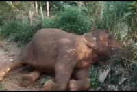 Probes deaths of 15 elephants [titlebase]: Kenya Launches Investigation into Mysterious Elephant Deaths