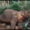 Probes deaths of 15 elephants [titlebase]: Kenya Launches Investigation into Mysterious Elephant Deaths