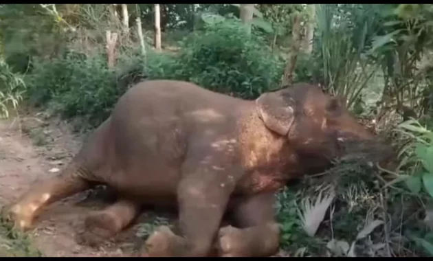 Probes deaths of 15 elephants [titlebase]: Kenya Launches Investigation into Mysterious Elephant Deaths