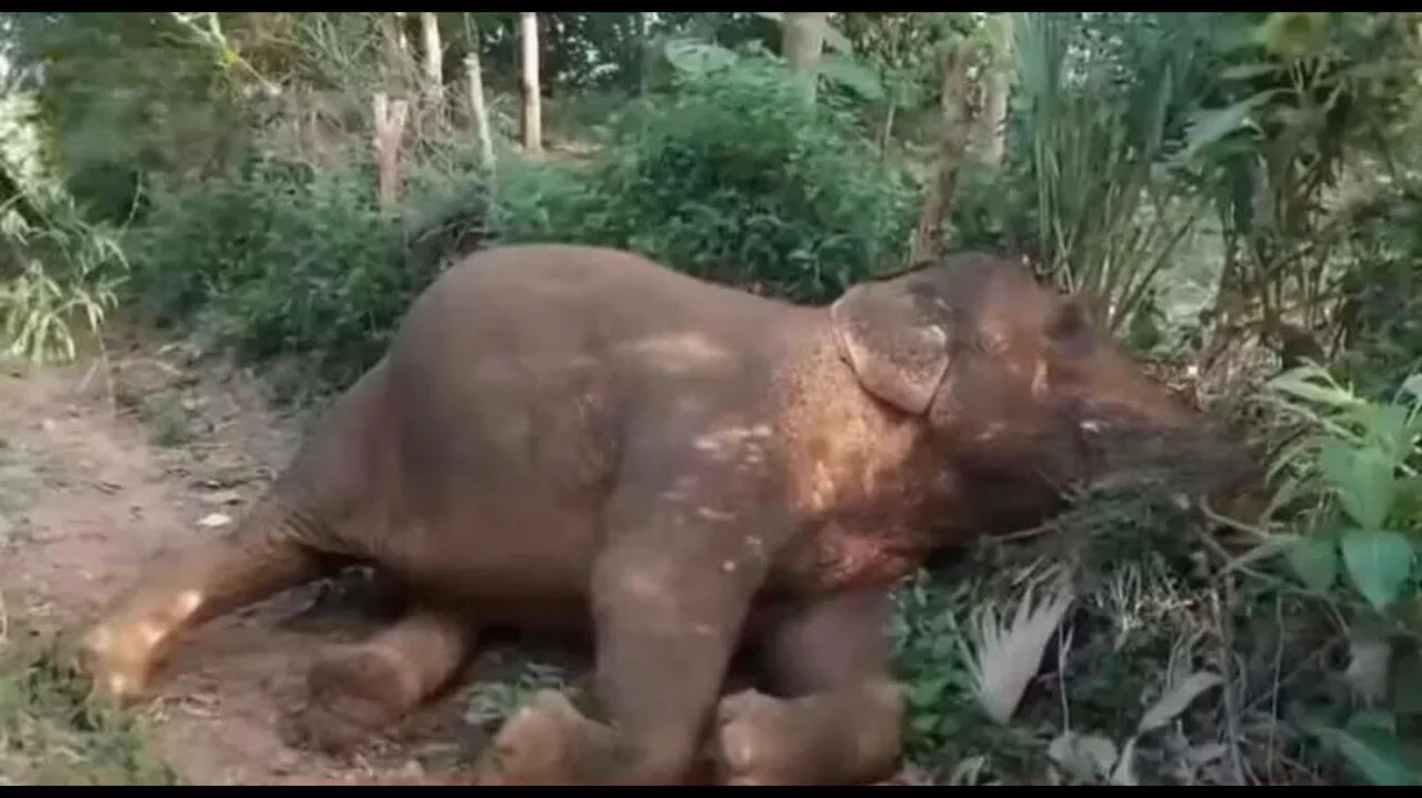 Probes deaths of 15 elephants [titlebase]: Kenya Launches Investigation into Mysterious Elephant Deaths