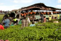 Tragedy Strikes: School Bus Crash in Uganda [titlebase] Kills 20 Children and 1 Adult