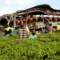 Tragedy Strikes: School Bus Crash in Uganda [titlebase] Kills 20 Children and 1 Adult
