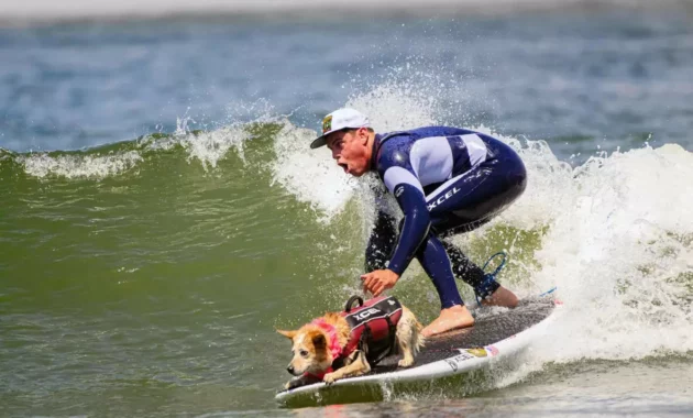 Dogs ride waves for top prize [titlebase] in Annual World Dog Surfing Championships