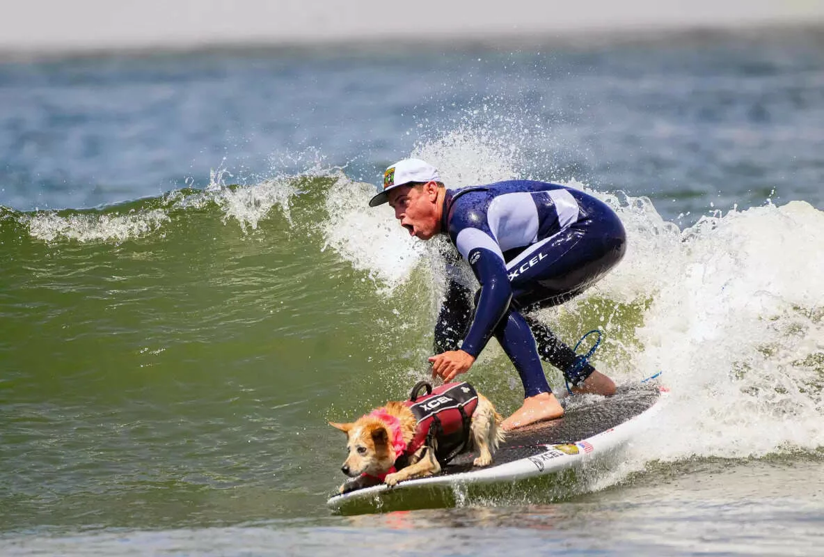 Dogs ride waves for top prize [titlebase] in Annual World Dog Surfing Championships